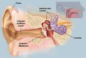 I dared not find any photos of earwax and ears -- too gross! But, I did find this drawing of the ear from WebMd.com. Enjoy
