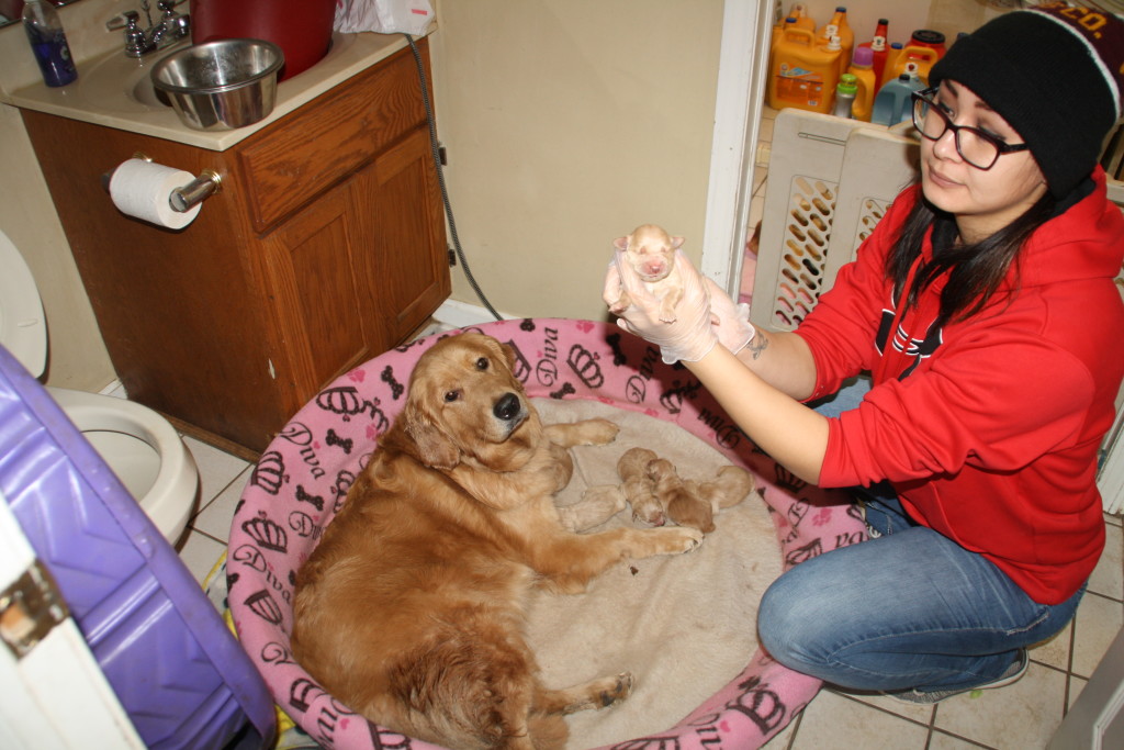 Krysta-Marie Wung, with new born puppies at Millstones Golden. Photo by Jessica Steeley