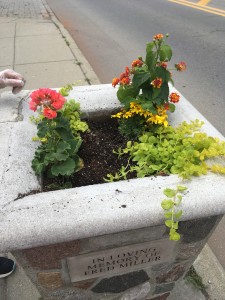 Flowers in several downtown planters were damaged by vandals. Photo provided
