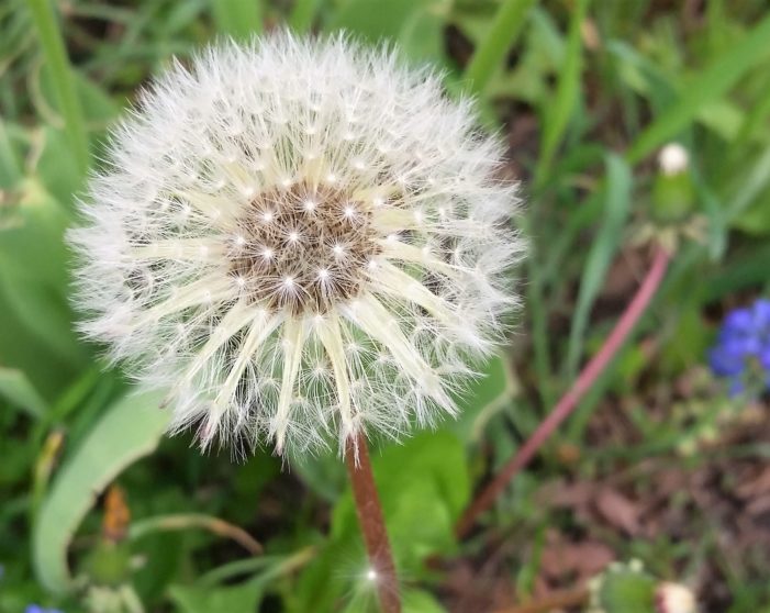 And, readers respond to dandelions