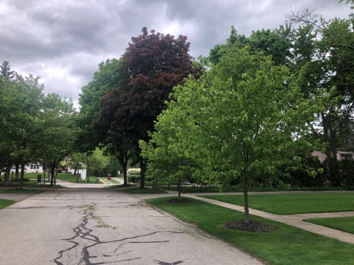 More trees in Clarkston, says mayor