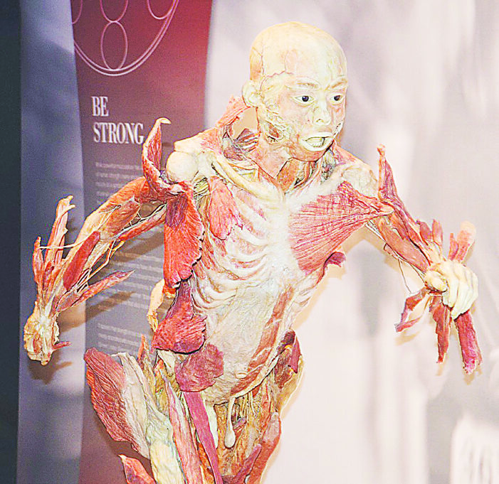 Real Bodies exhibit opens at Sloan Museum of Discovery