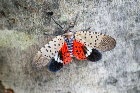 Be on the lookout for dreaded spotted lanternfly in Oakland County